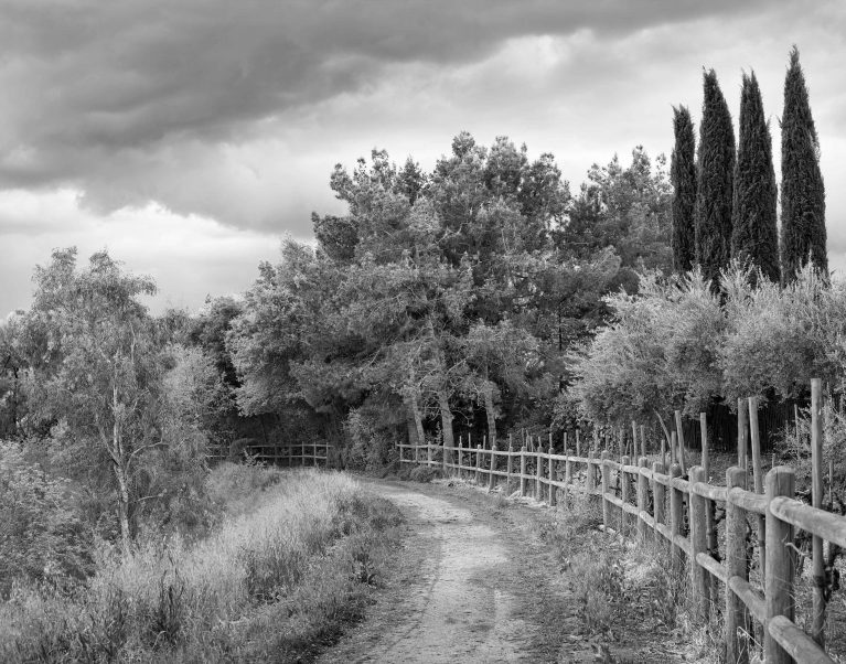 Four Cypress