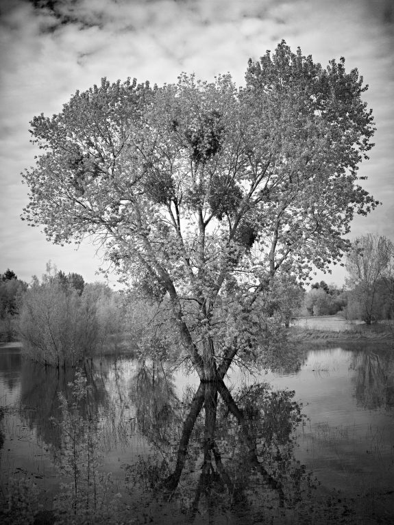 After Spring Rain