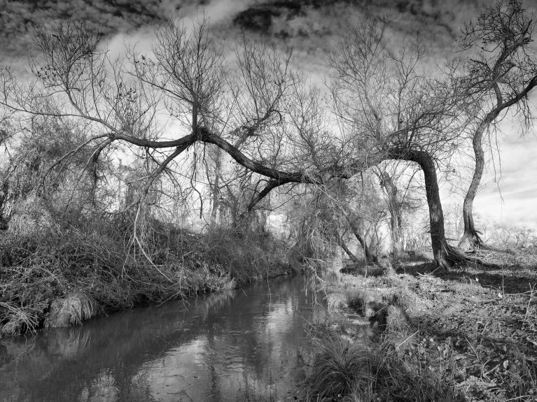 Willow