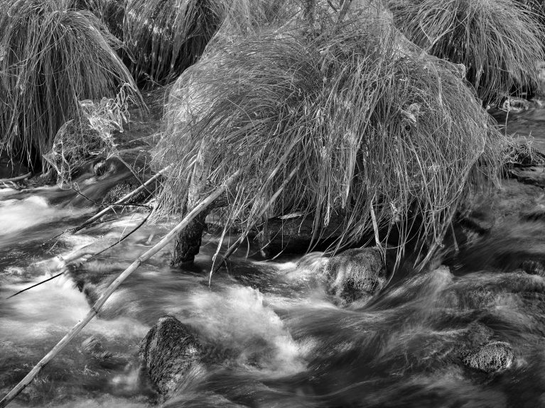 Summer Sedge