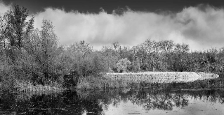 Fog And Cattails